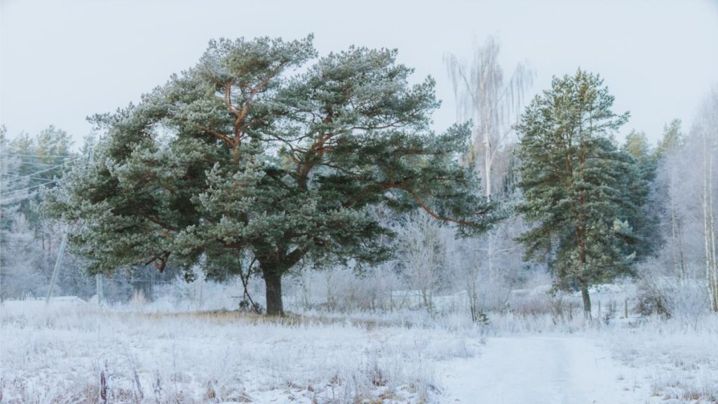 Trees lightly coated in frost during a cold winter morning in Valmiera