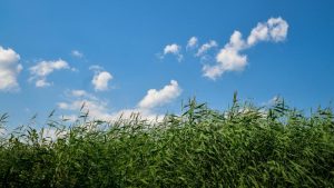 Green fields on an especially clear summer day, with vibrant blue skies and white clouds in the background