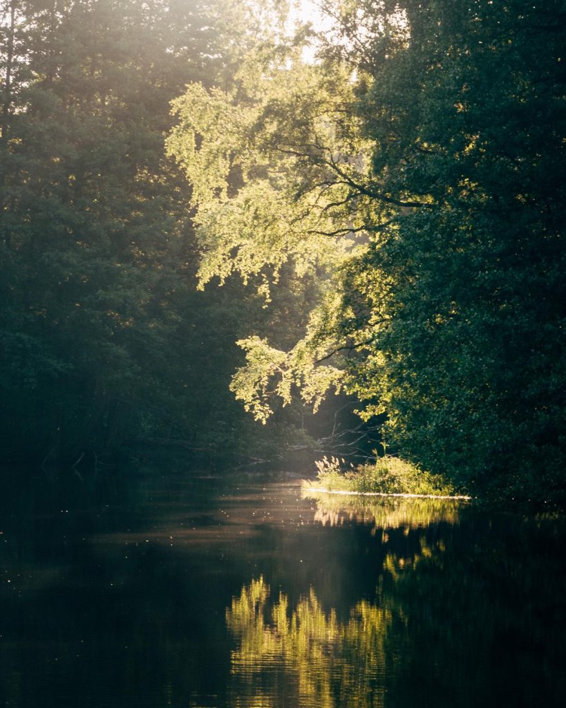 Small lake and a tree hanging over it light up with the sun light