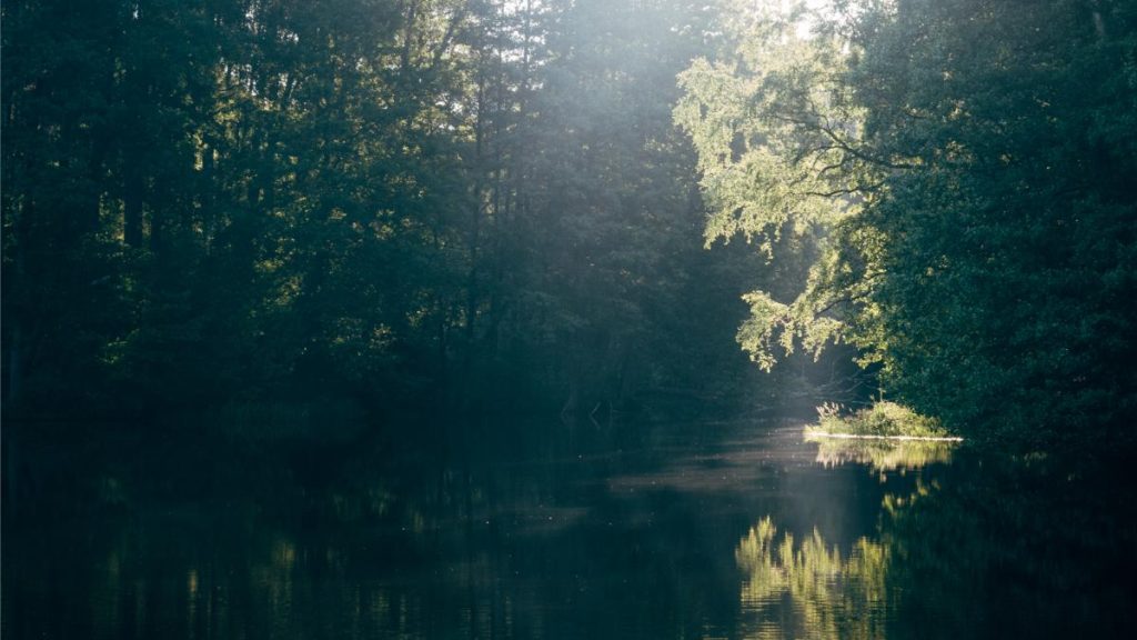 Golden rays peek through the branches and onto the lake during a summer morning on Midsummer