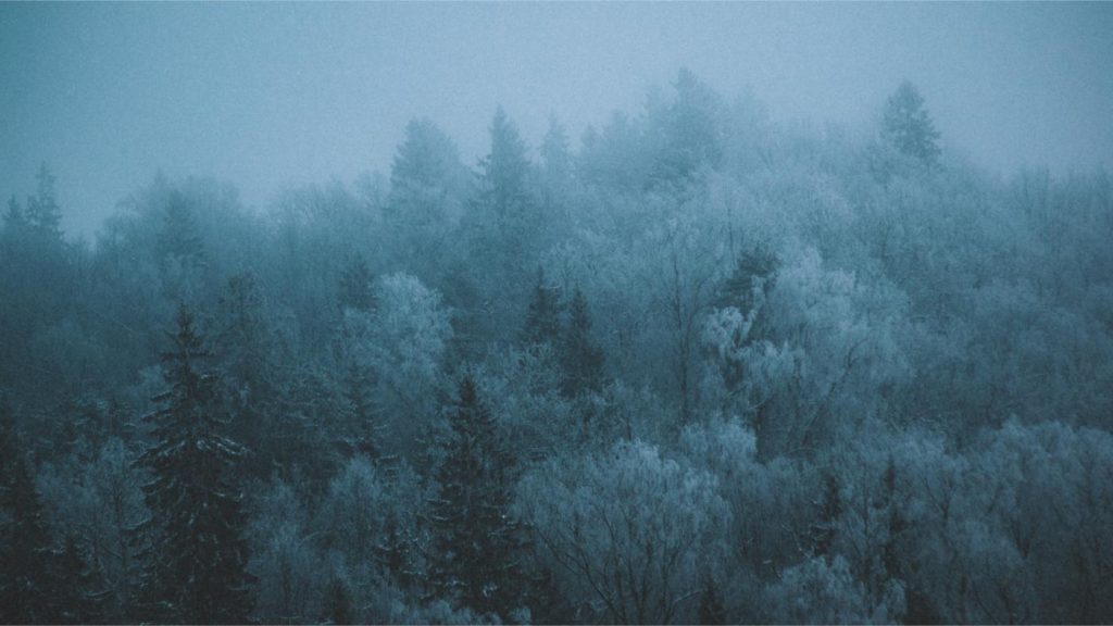 A thick cold air envelops the hilltops of Sigulda, densely populated by trees