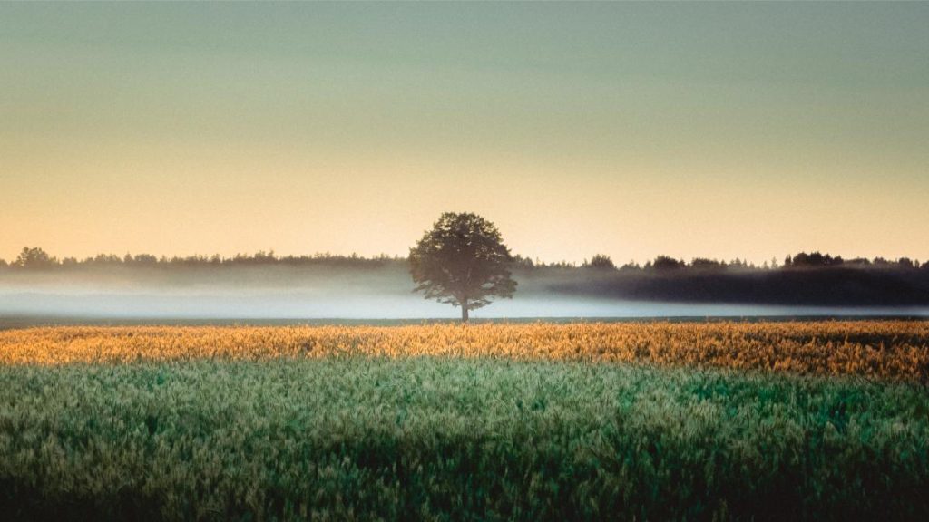 A lone tree stands in the middle of vibrant fields during sunrise