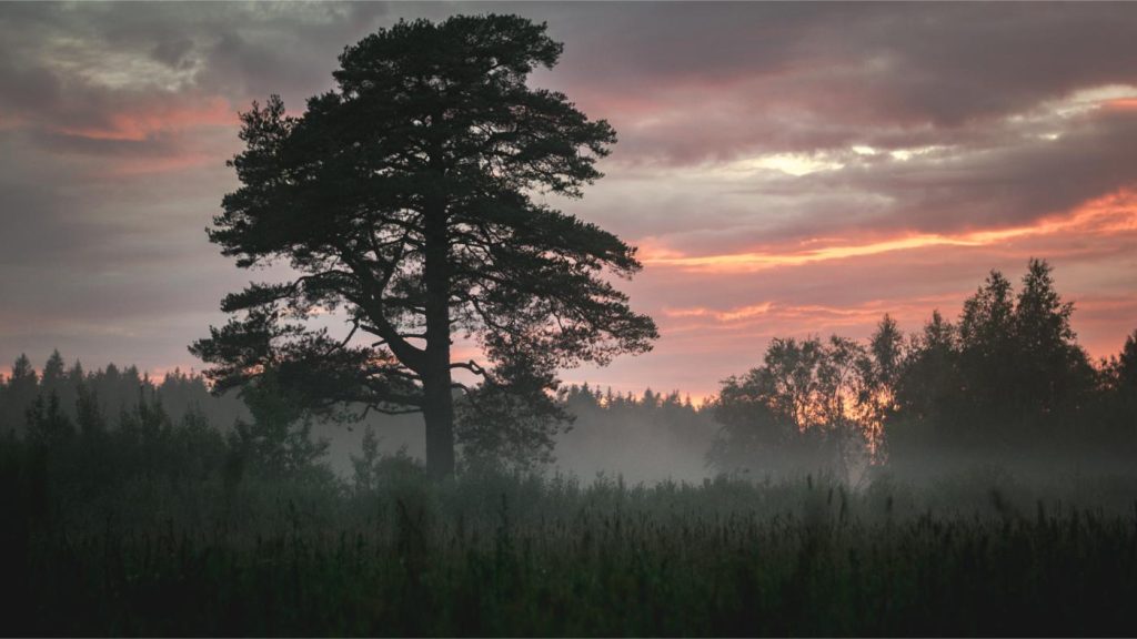 A tree stands tall during a foggy sunrise somewhere in the backwoods of Latvia