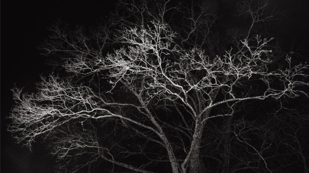 Branches of a tree stretch outwards in the night