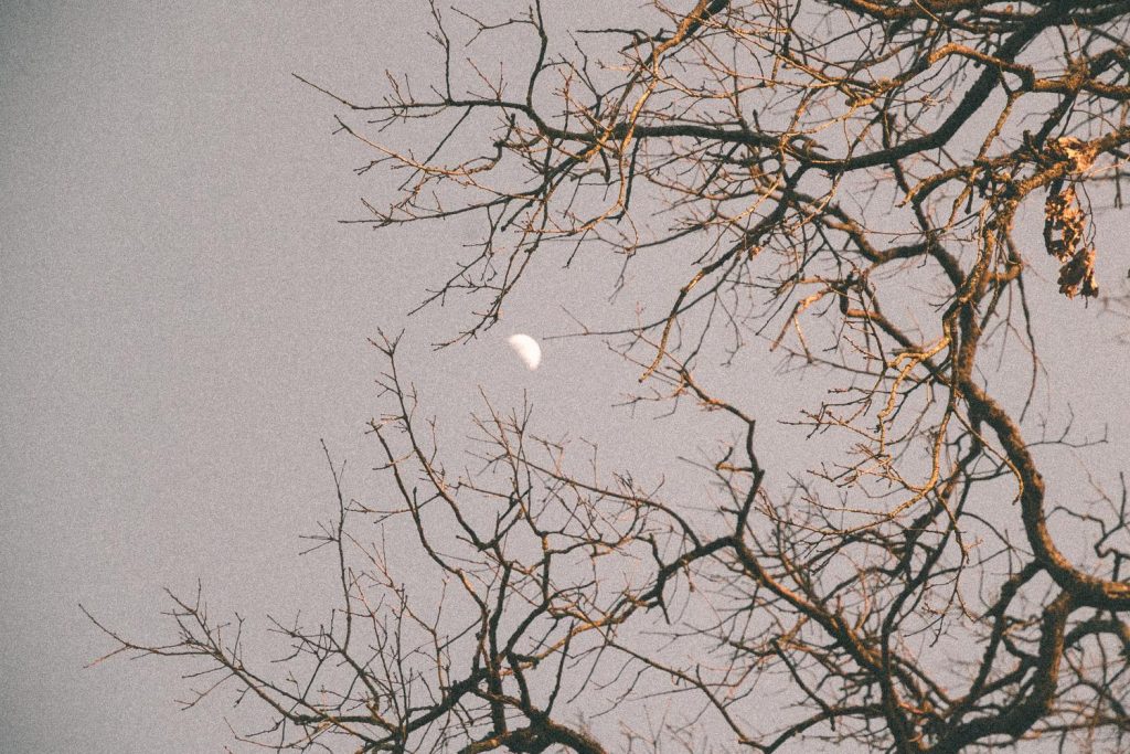 Branches and the waning moon